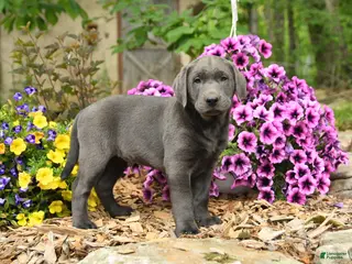 Labrador Retriever dogs for sale: Sam - Ad 1