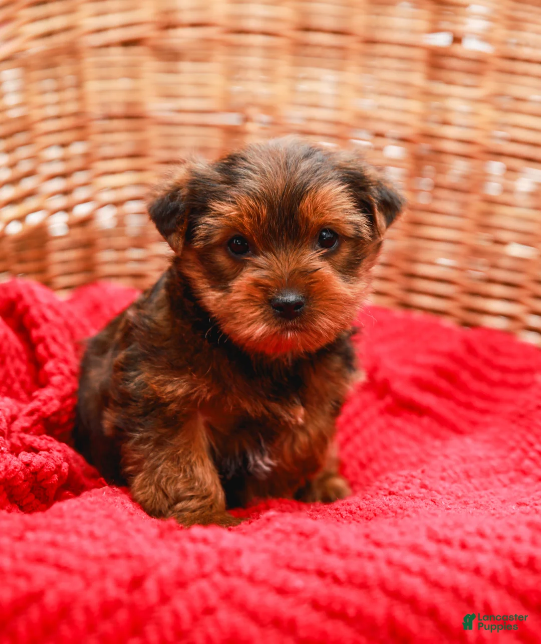 Yorkshire Terrier dogs for sale: Teddy (Small) - Ad 6