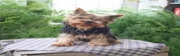 Yorkshire Terrier dogs for sale: Mogli - Ad 1