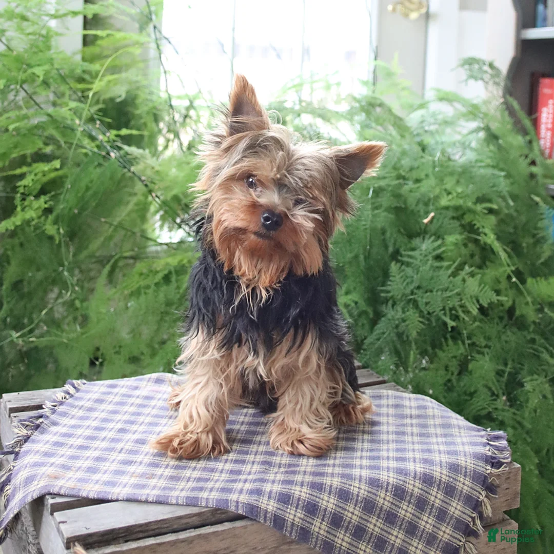 Yorkshire Terrier dogs for sale: Mogli - Ad 1