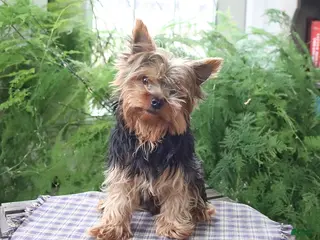 Yorkshire Terrier dogs for sale: Mogli - Ad 1