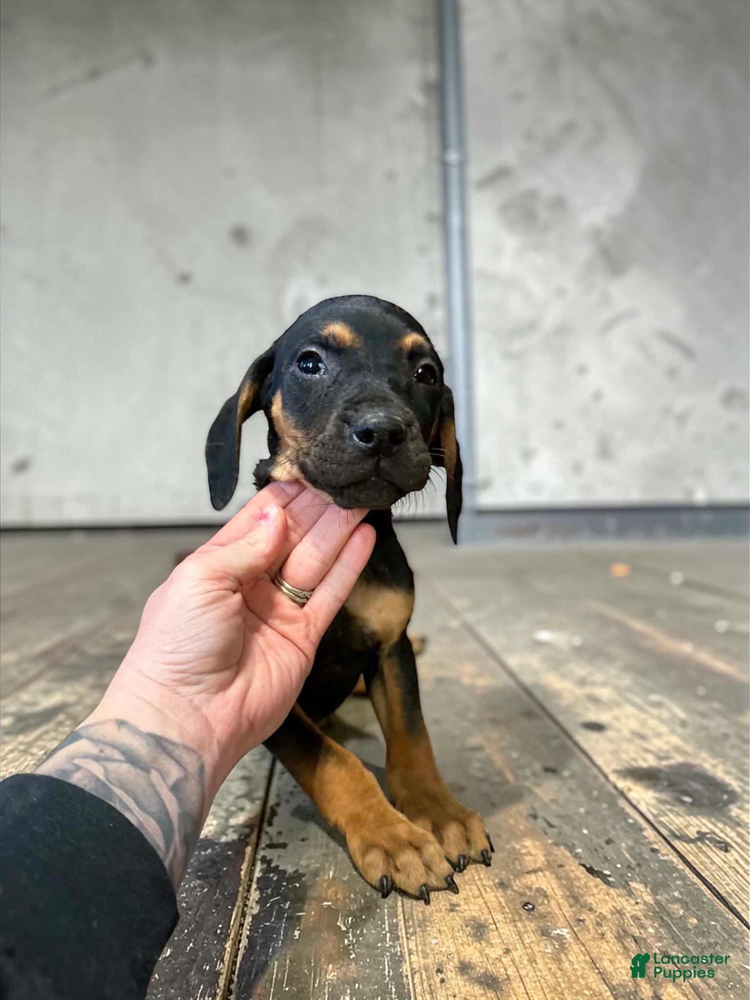 Catahoula Leopard Dog dogs Catahoula Leopard Dog Puppy 3 - Ad 1