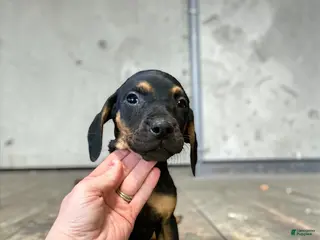 Catahoula Leopard Dog dogs Catahoula Leopard Dog Puppy 3 - Ad 1