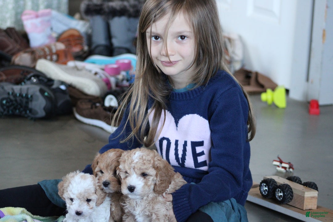 Cavapoo dogs for sale: Theo - Ad 14