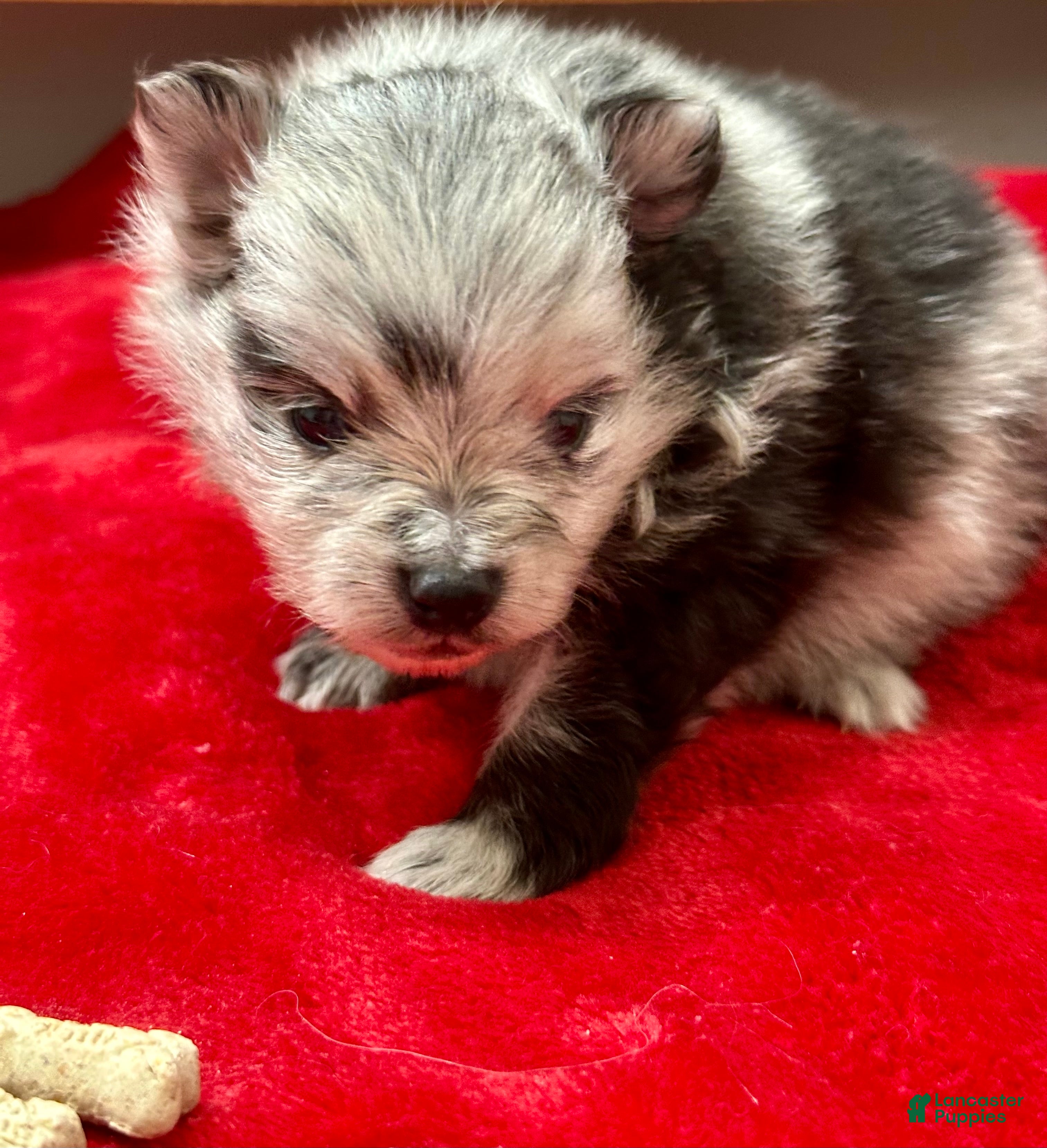 Pomeranian dogs Blue/Black Merle 4weeks  - Ad 20