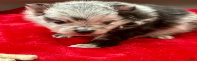Blue/Black Merle 4weeks 