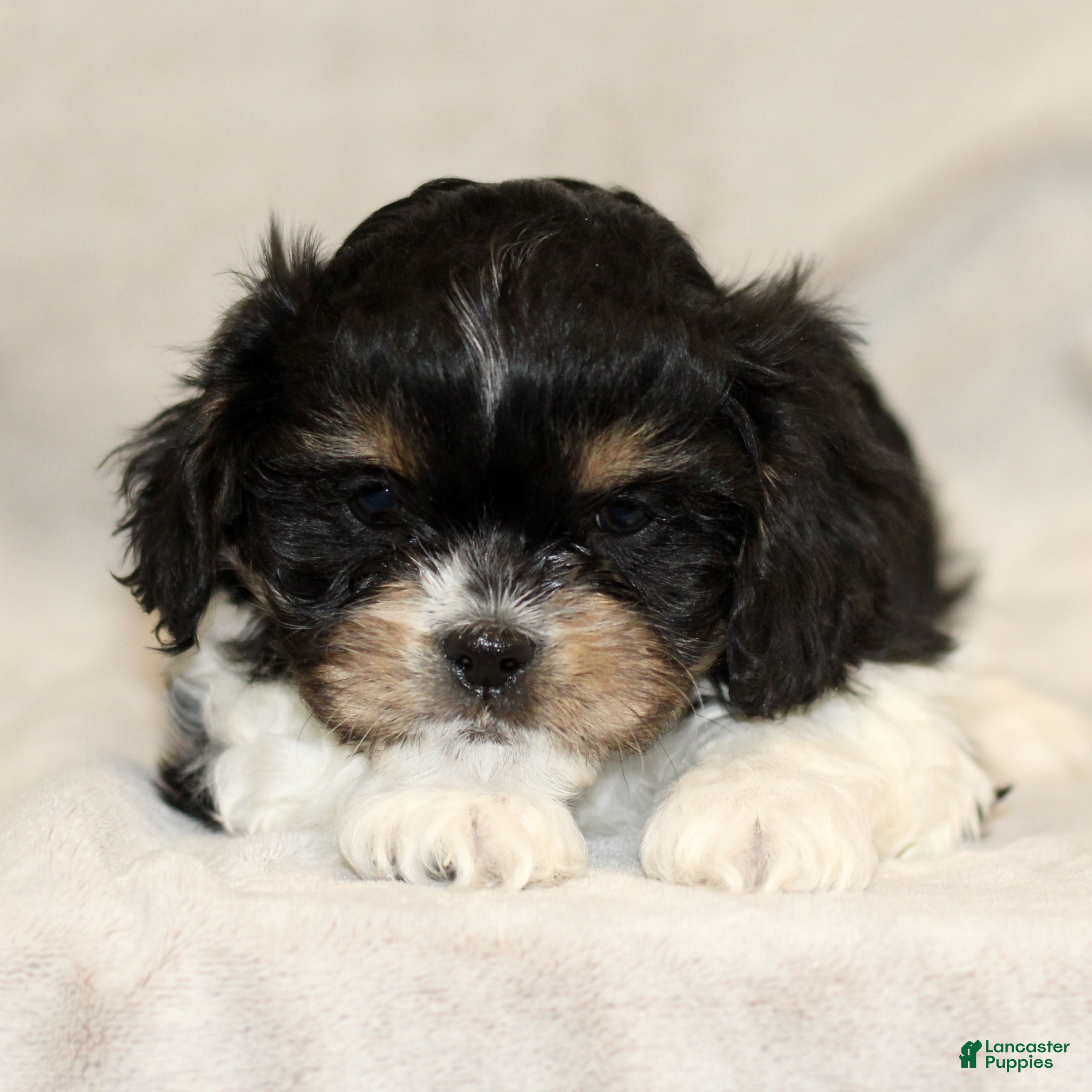 Cavachon dogs Rex  - Ad 21