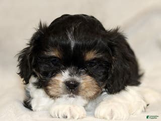 Cavachon dogs Rex - Ad 10