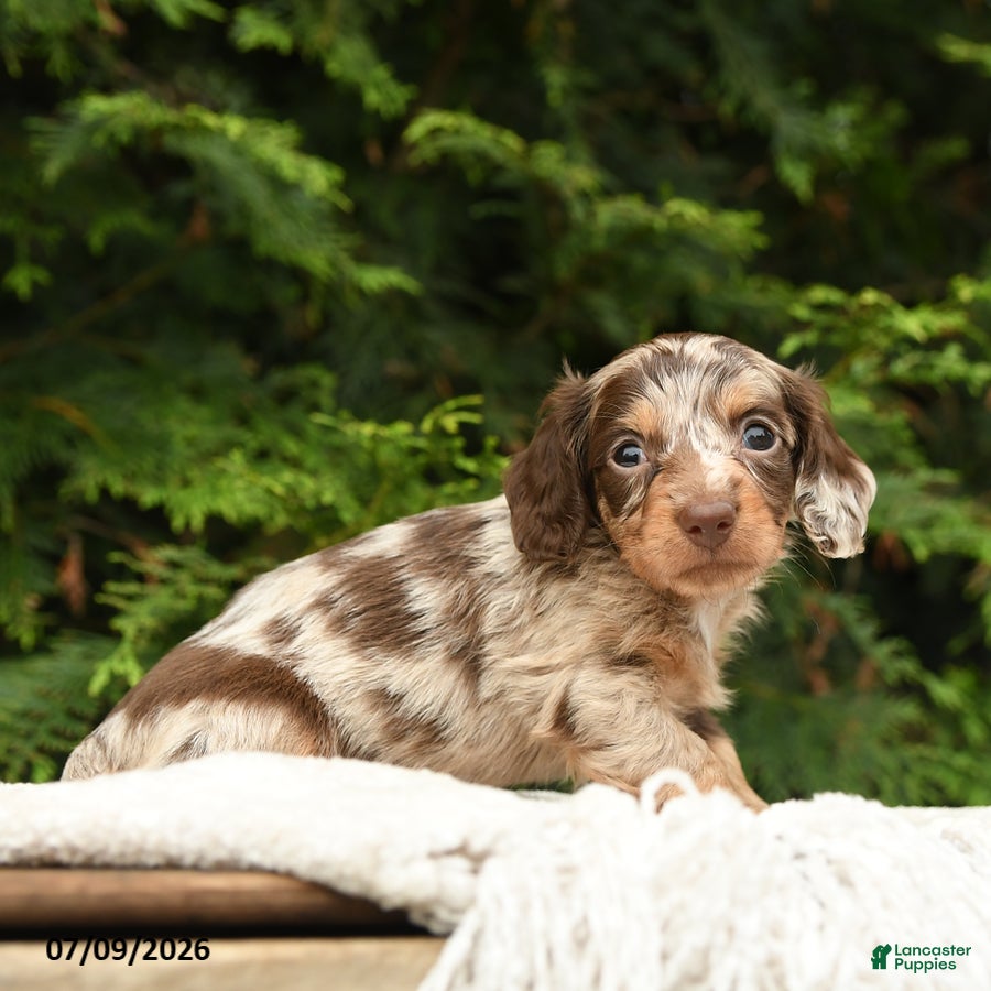 Miniature Dachshund dogs Irving - Ad 2