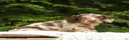 Miniature Dachshund dogs for sale: Irving - Ad 2