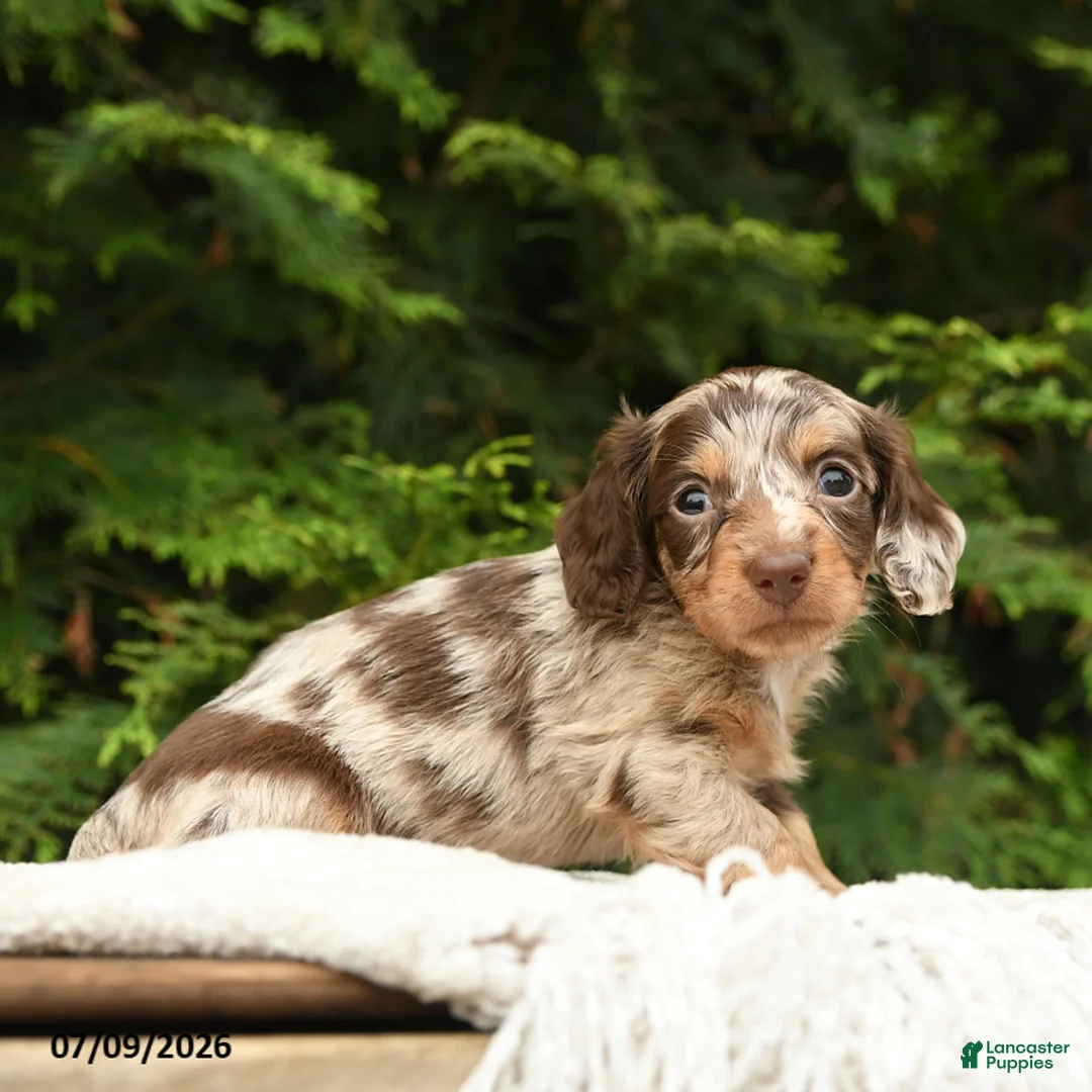 Miniature Dachshund dogs for sale: Irving - Ad 2
