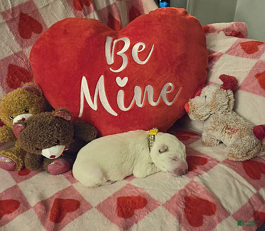 German Shepherd dogs for sale: German Shepherd Puppy 5 - Ad 3