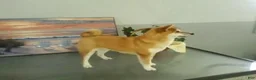Shiba Inu dogs for sale: Kristi - Ad 6