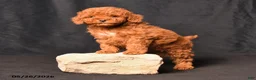 Toy Poodle dogs for sale: Bingo - Ad 4