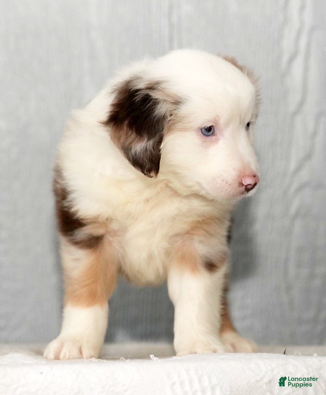 Miniature Australian Shepherd dogs for sale: Dixie - Ad 9