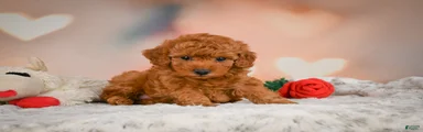 Benji
