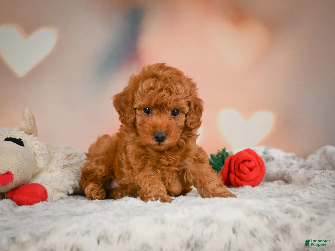 Toy Poodle dogs for sale: Benji - Ad 1
