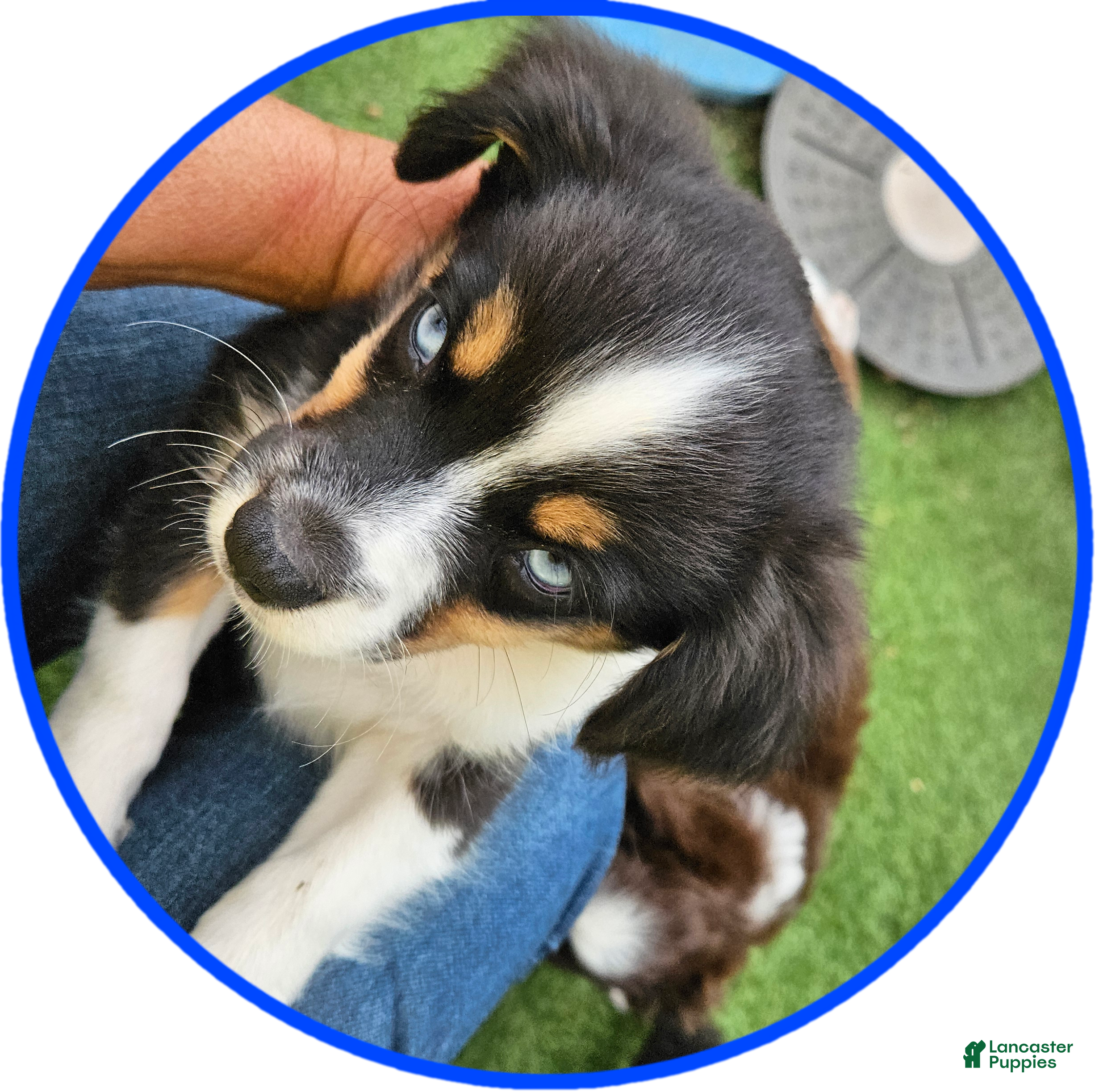 Australian Shepherd dogs Sammy - Ad 2