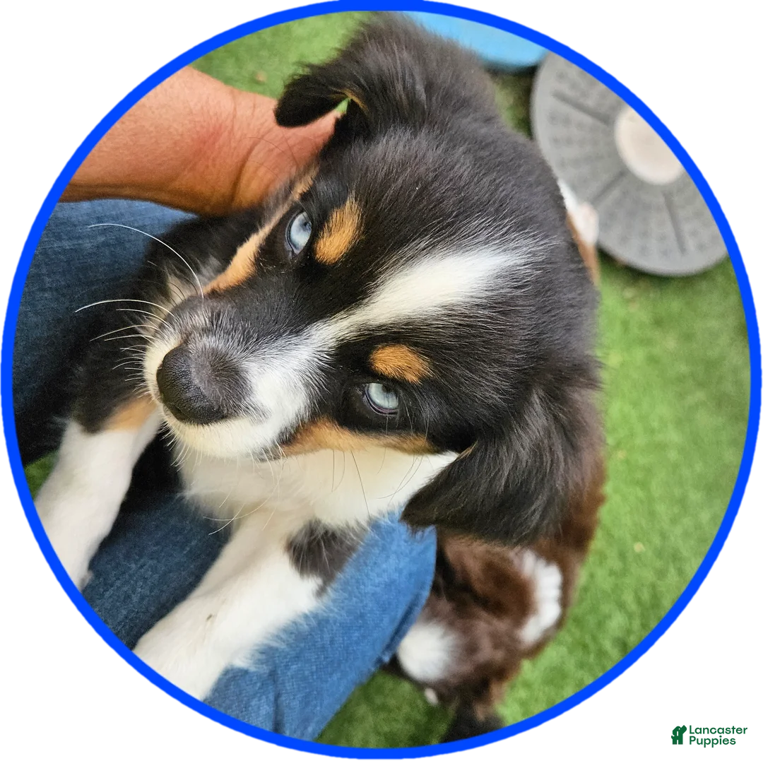 Australian Shepherd dogs for sale: Sammy - Ad 2