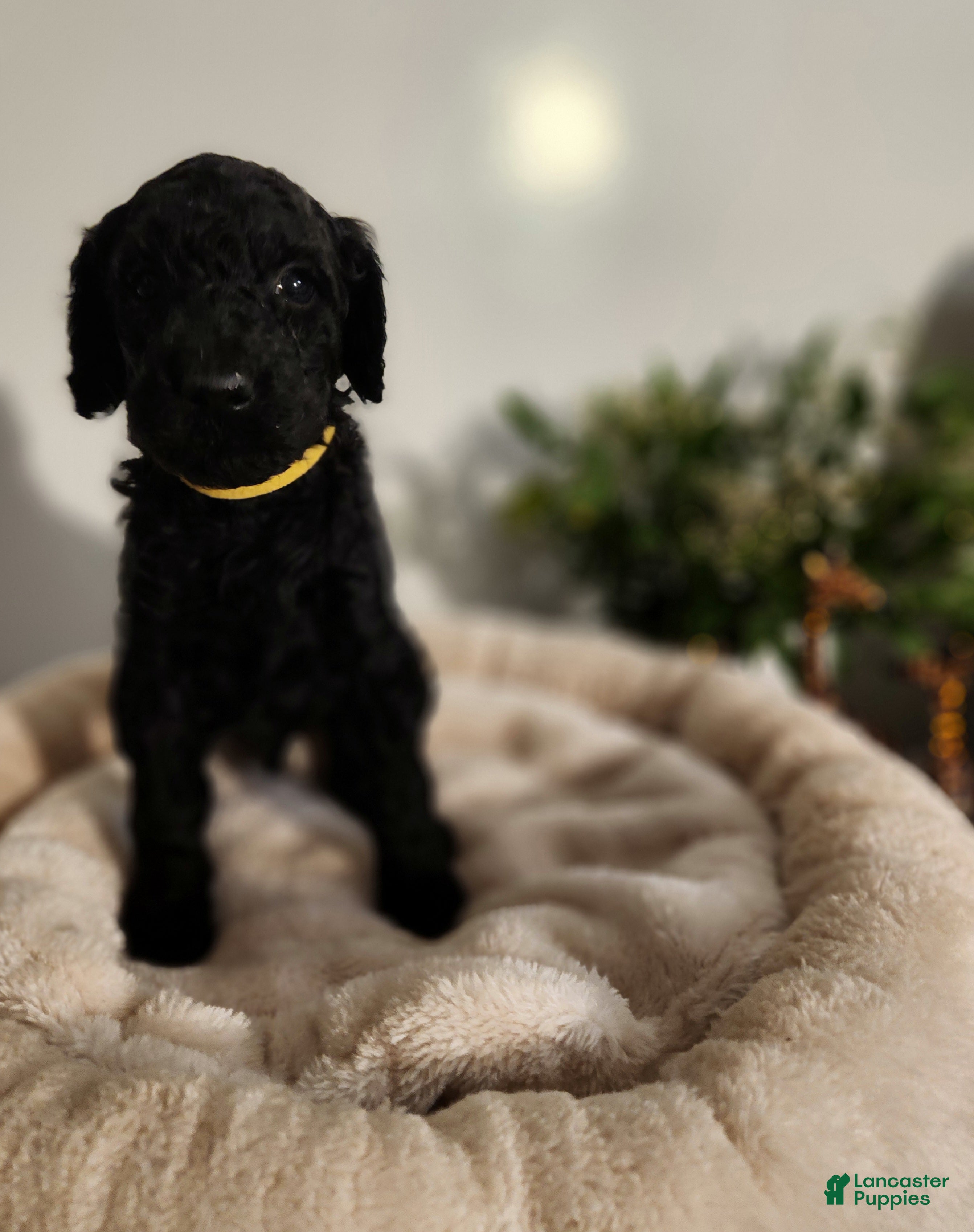 Standard Poodle dogs Baer - Ad 29