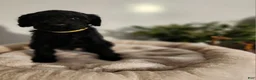 Standard Poodle dogs for sale: Baer - Ad 1