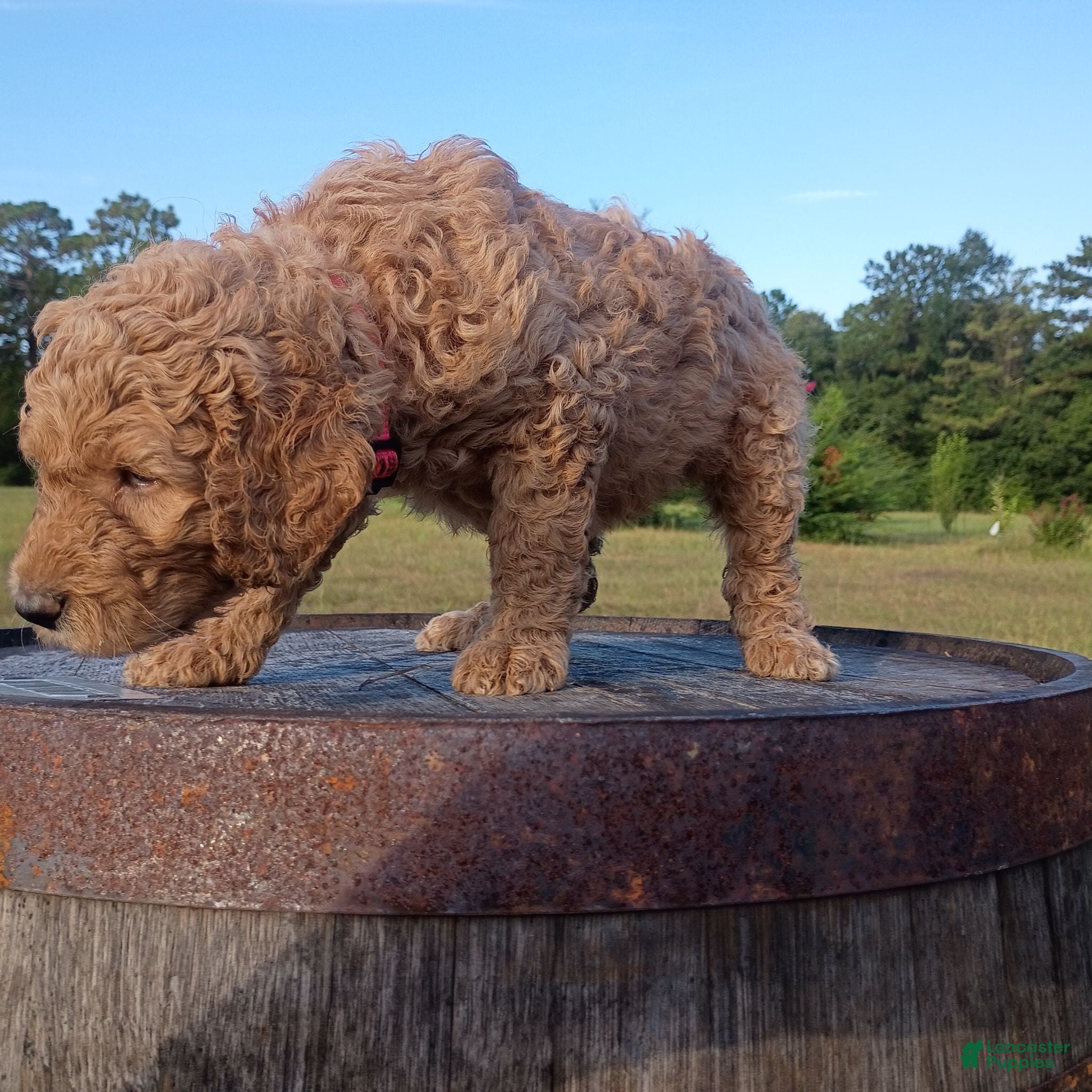 Goldendoodle dogs Pink - Ad 2