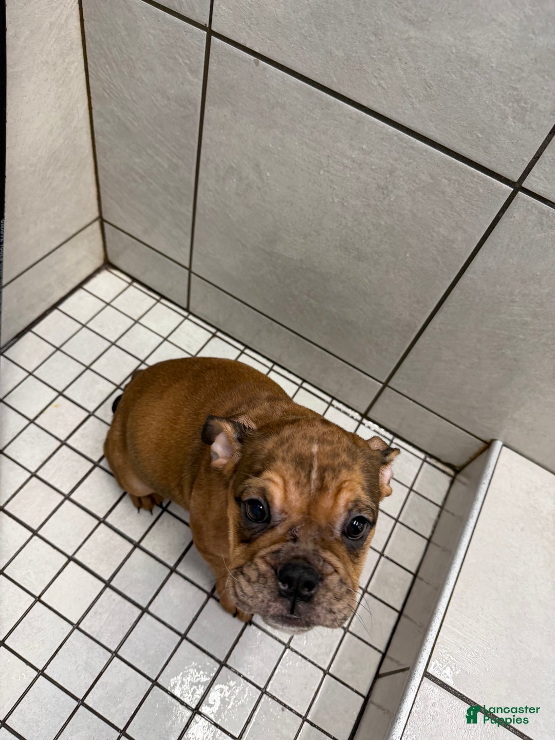 English Bulldog dogs for sale: Mocha - Ad 5