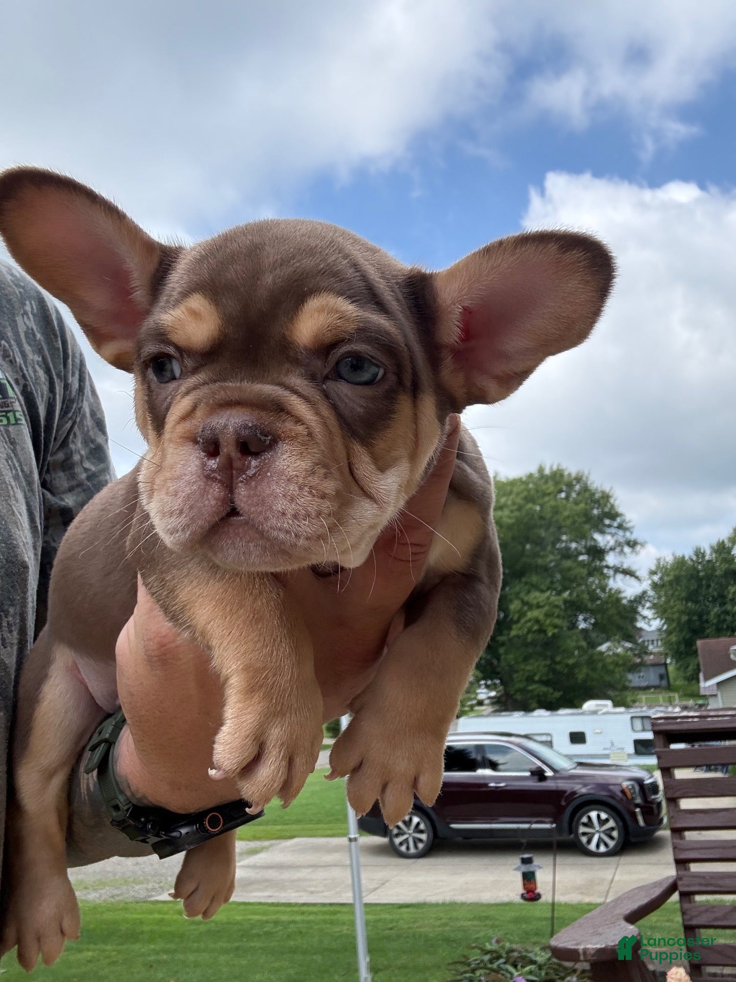 French Bulldog dogs Gus - Ad 1