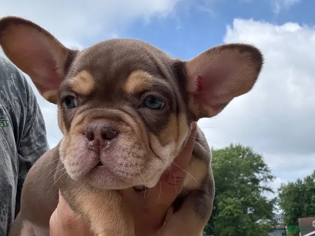 French Bulldog dogs for sale: Gus - Ad 1