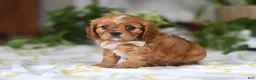 Cavalier King Charles Spaniel dogs for sale: Daisy - Ad 7