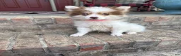 Pomsky dogs for sale: Bailey - Ad 1