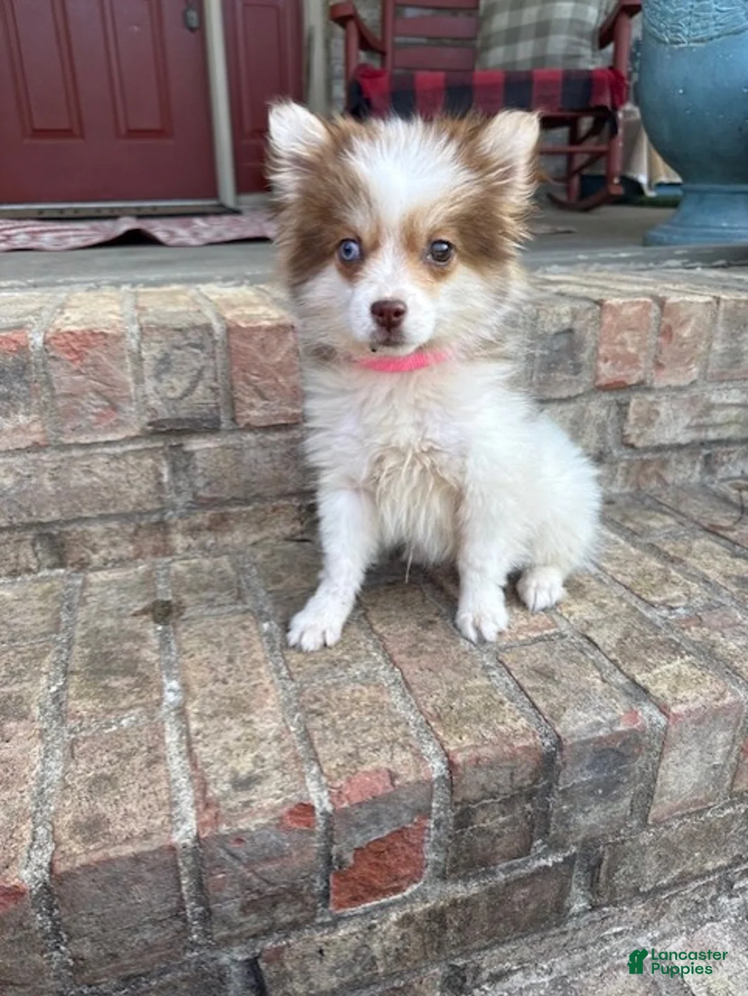 Pomsky dogs for sale: Bailey - Ad 1