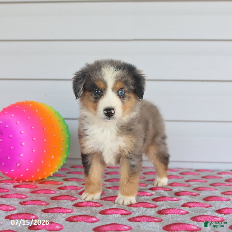 Miniature Australian Shepherd dogs Asher - Ad 2