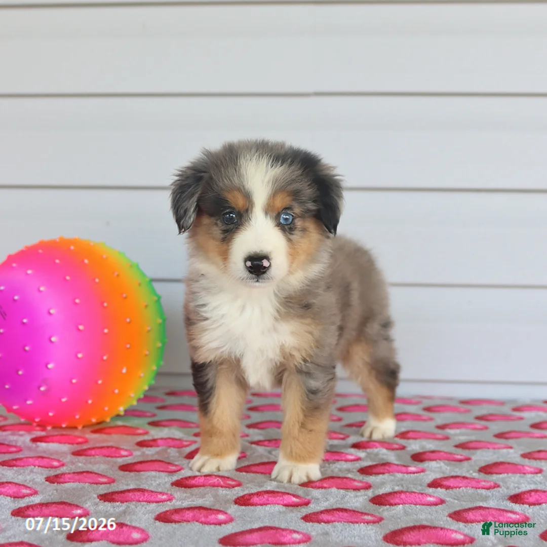 Miniature Australian Shepherd dogs for sale: Asher - Ad 2