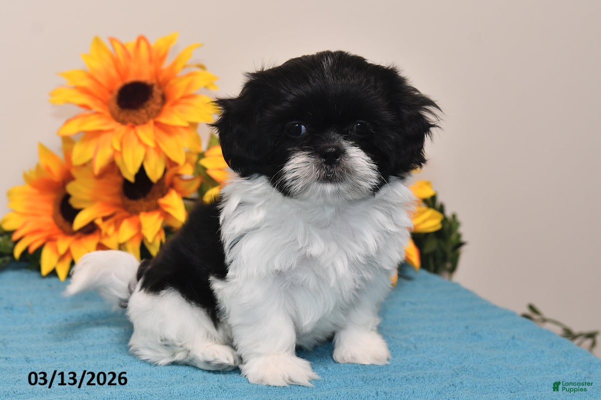 Shih Tzu dogs Rain - Ad 1