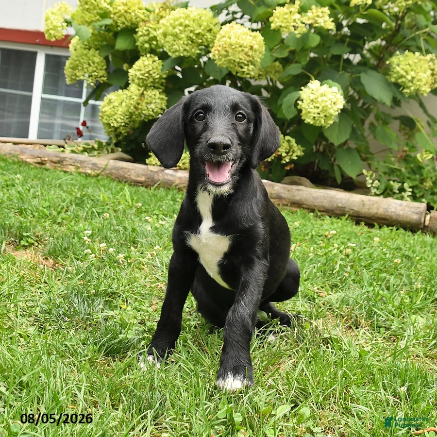 Labradoodle dogs Daffy - Ad 2