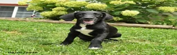Labradoodle dogs for sale: Daffy - Ad 2
