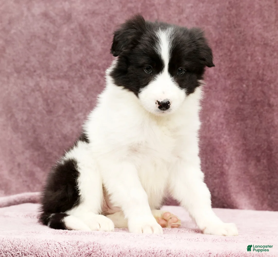 Border Collie dogs for sale: Daisy - Ad 6