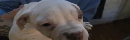 American Bulldog dogs for sale: American Bulldog 1 - Ad 19