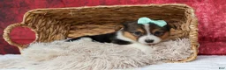 Welsh Corgi Pembroke dogs for sale: Amara🌸 - Ad 16