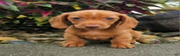 Dachshund dogs for sale: Rex - Ad 7
