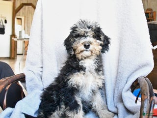 Miniature Poodle dogs Apollo - Ad 32