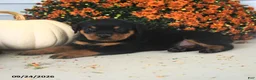 Rottweiler dogs for sale: Paul  - Ad 2
