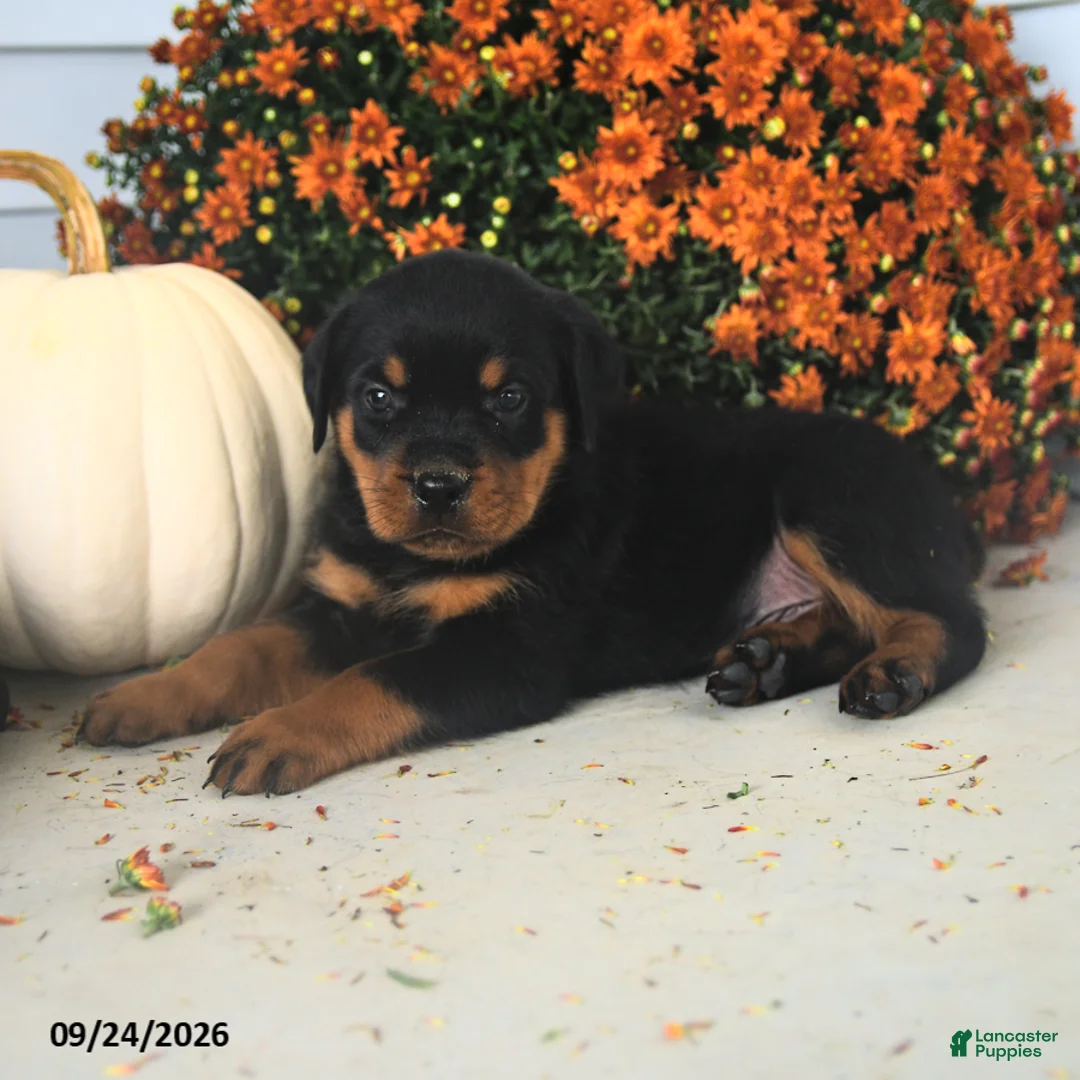 Rottweiler dogs for sale: Paul  - Ad 2
