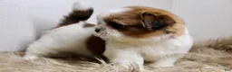 Shih Tzu dogs for sale: Cupcake - Ad 5