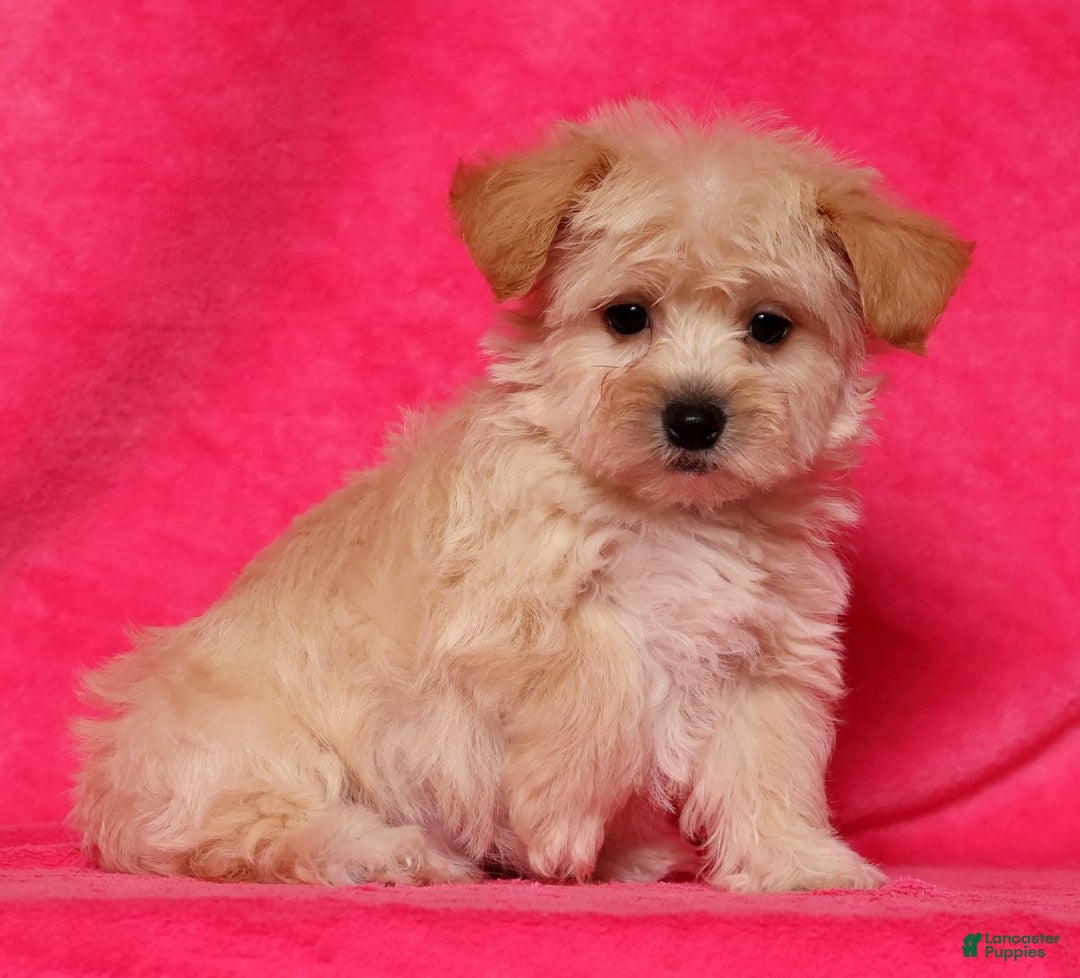 Yochon dogs for sale: Jasper - Ad 6