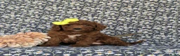 Miniature Poodle dogs for sale: Carla - Ad 3