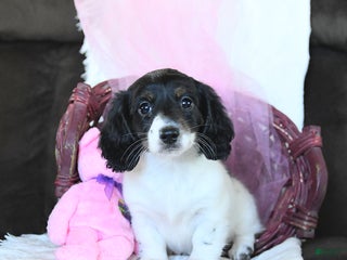 Miniature Dachshund dogs - Ad 13