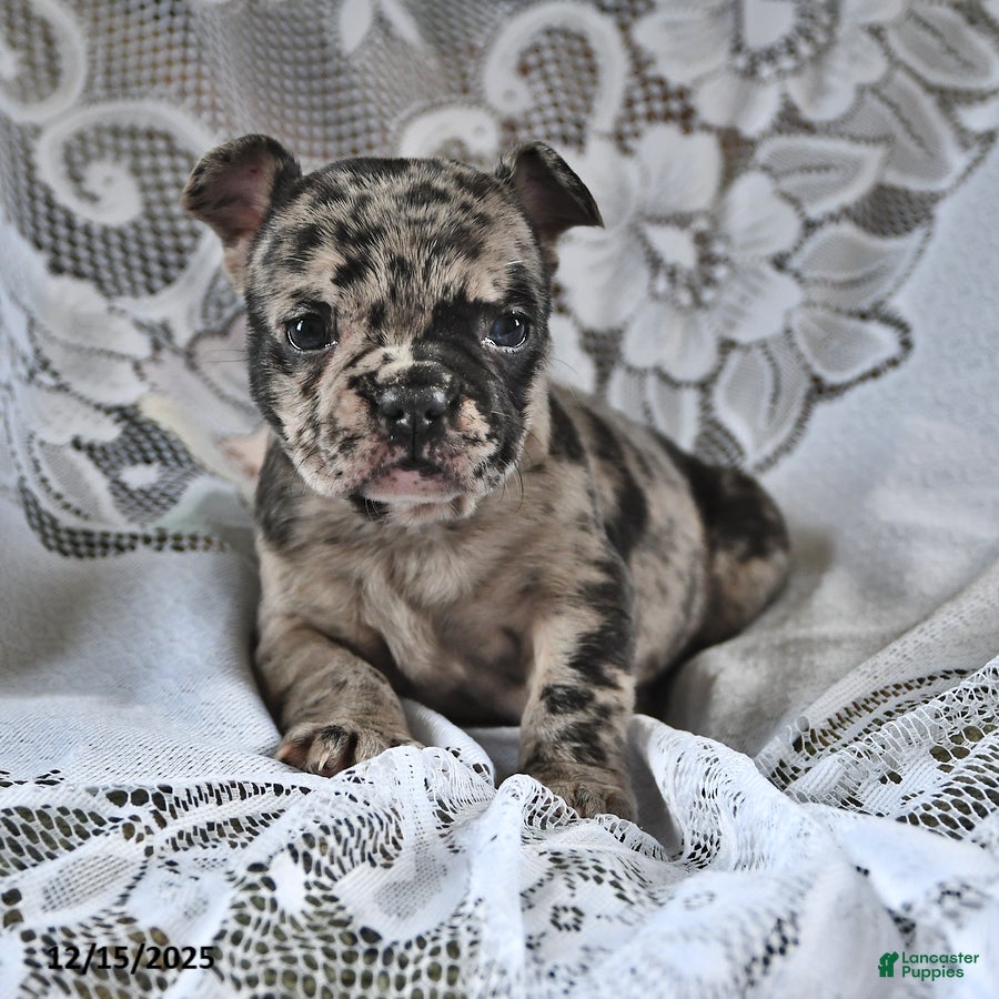 French Bulldog dogs Cookie Dough - Ad 33