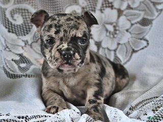 French Bulldog dogs Cookie Dough - Ad 13